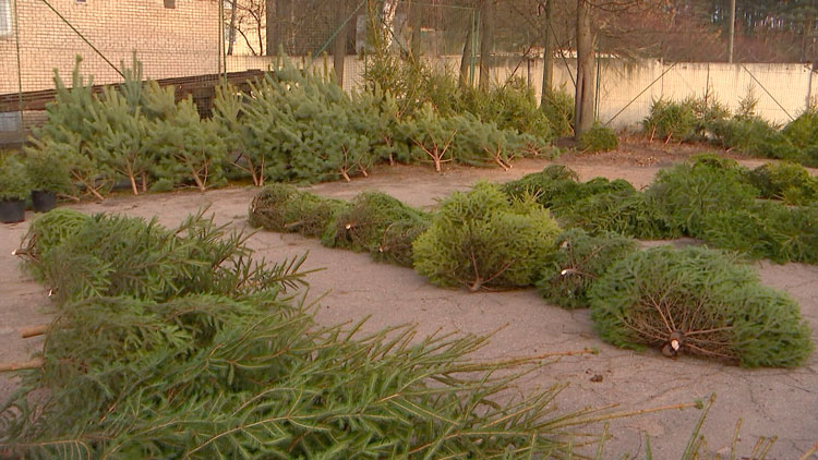 Сезон ёлочных базаров начинается в Беларуси