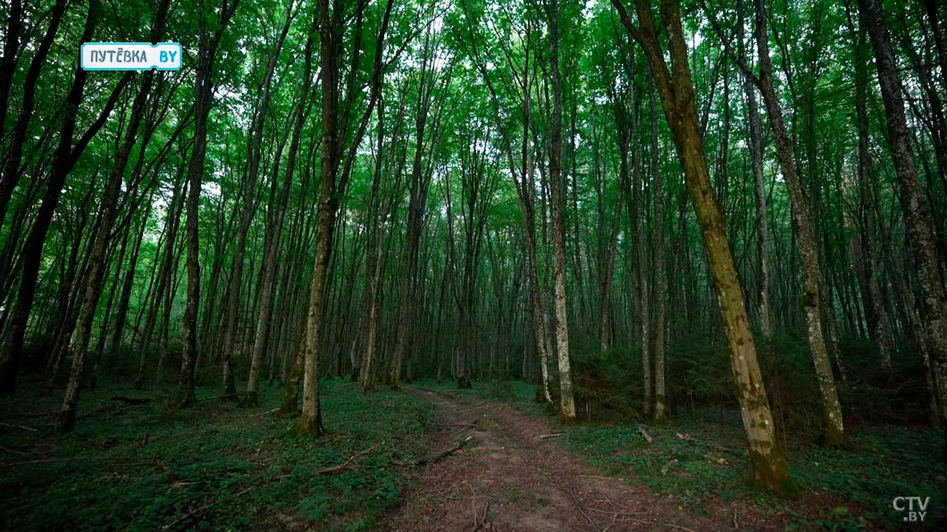 Там обитают редкие животные и краснокнижные растения – побывали в заказнике «Замковый лес»-4