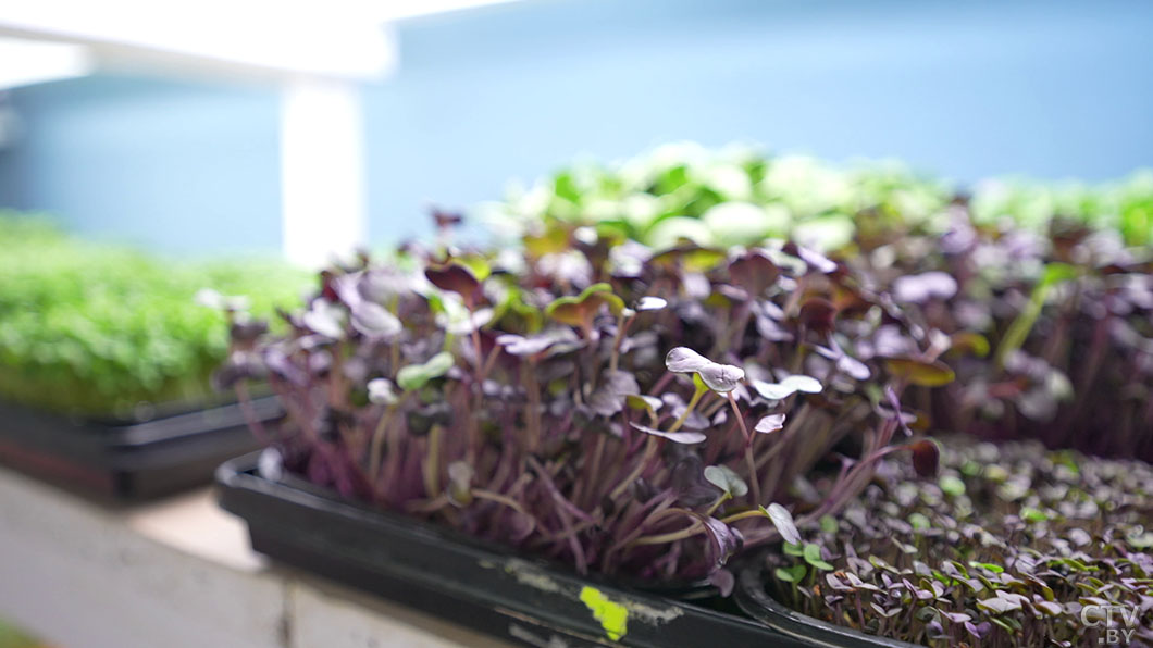 Модно, полезно и невероятно просто! Узнали, как выращивать микрозелень в домашних условиях -10