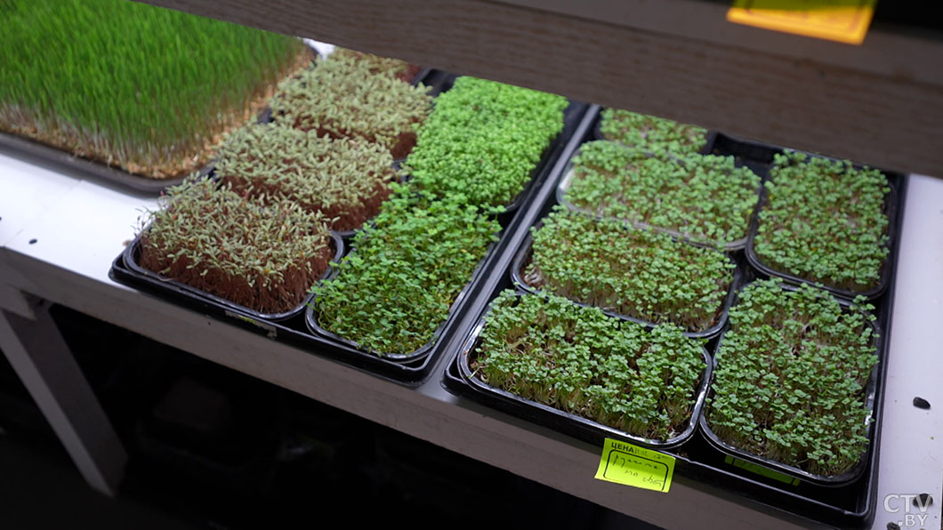 Модно, полезно и невероятно просто! Узнали, как выращивать микрозелень в домашних условиях -6