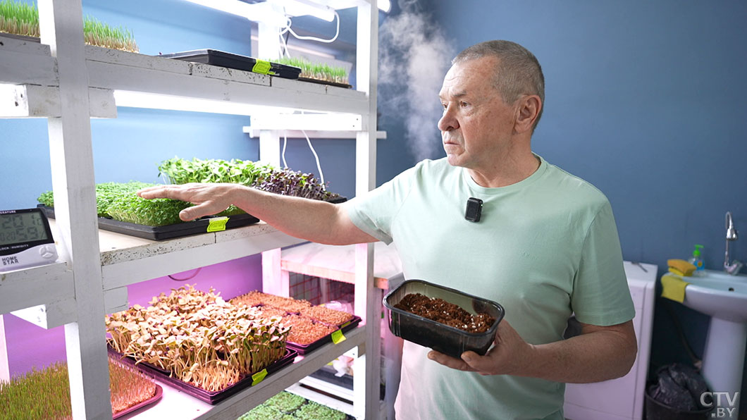 Модно, полезно и невероятно просто! Узнали, как выращивать микрозелень в домашних условиях -4