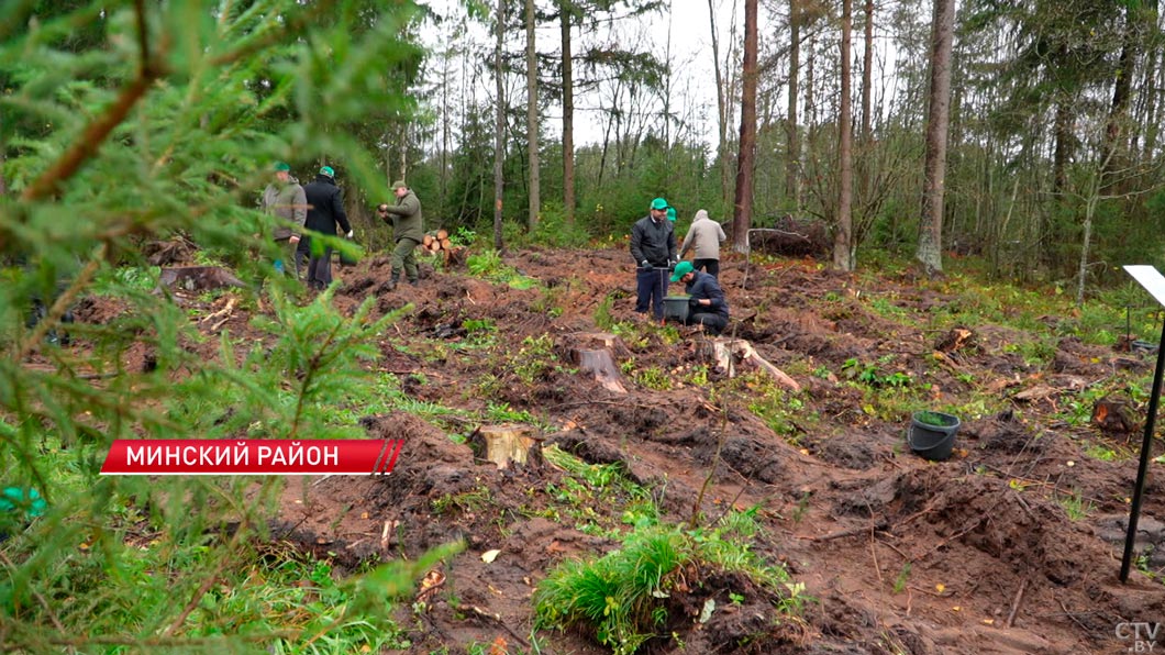 Акция «Дай лесу новае жыццё» стала международной – работники посольства Индии приняли участие-8 Акция «Дай лесу новае жыццё» стала международной – работники посольства Индии приняли участие-8