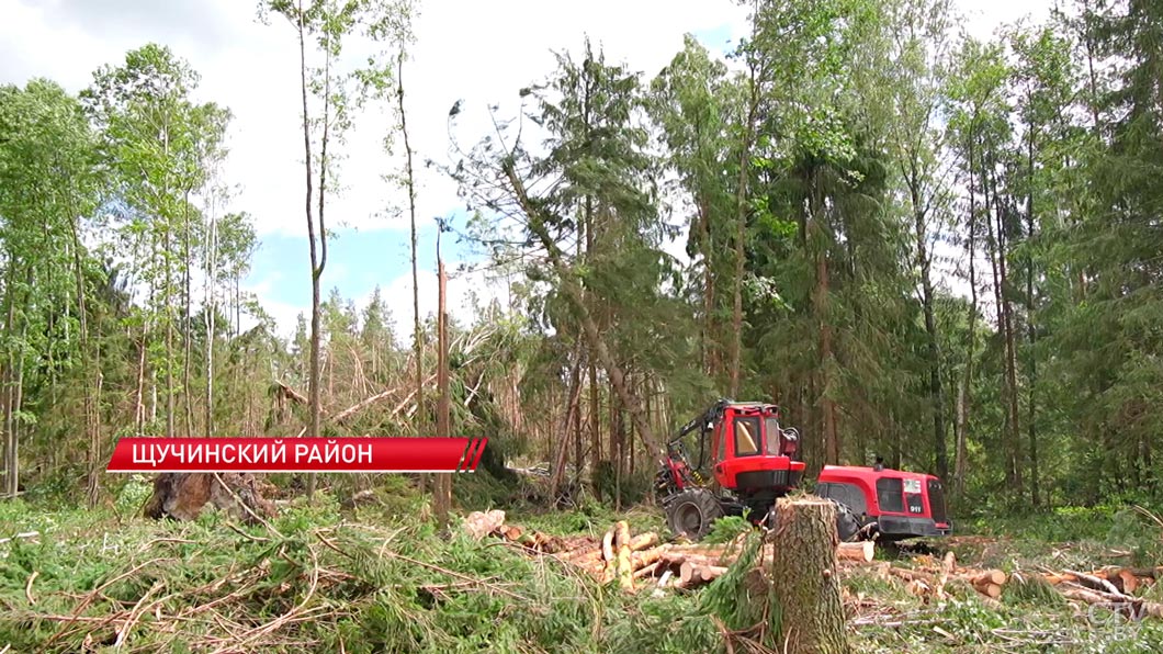 В Гродненской области лесхозы устраняют последствия урагана-2