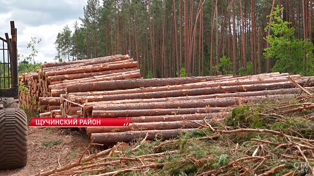 В Гродненской области лесхозы устраняют последствия урагана-6