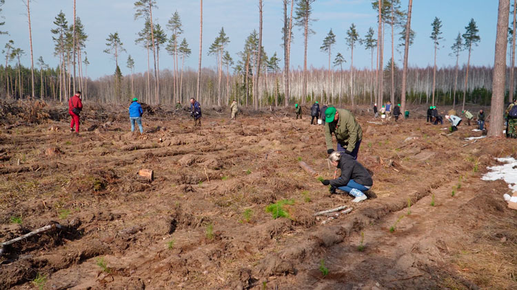 План – возродить около 160 га леса! Депутаты Чаусского района приняли участие в экологической акции
