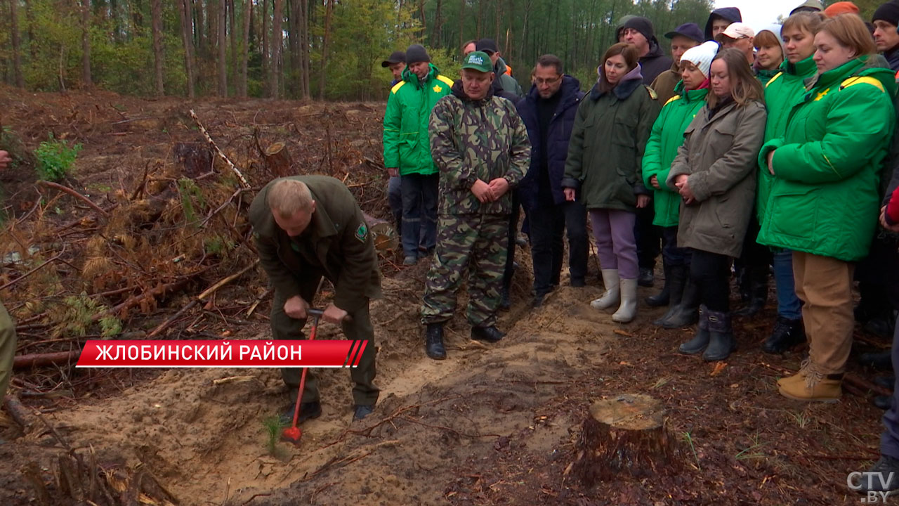 В Гомельской области высадили около 400 гектаров леса – к процессу подключились сотни волонтёров-2