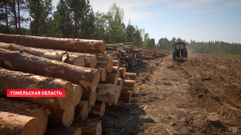 Лесхозы заготовили 2 млн кубометров буреломной древесины-6