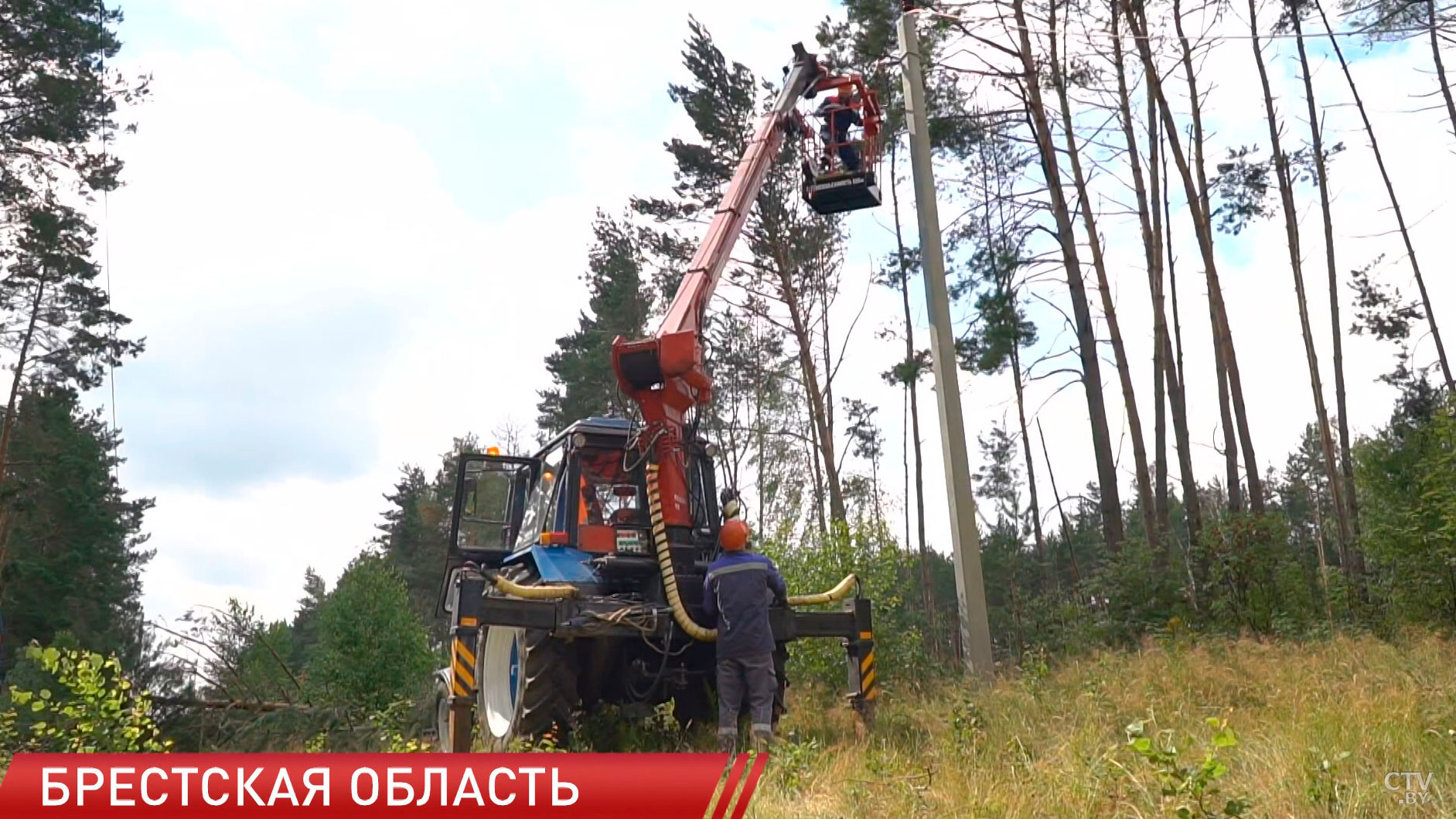 Около 2 тысяч гектаров леса повреждено в Беларуси от урагана. Больше всего – в Могилёвской области-4