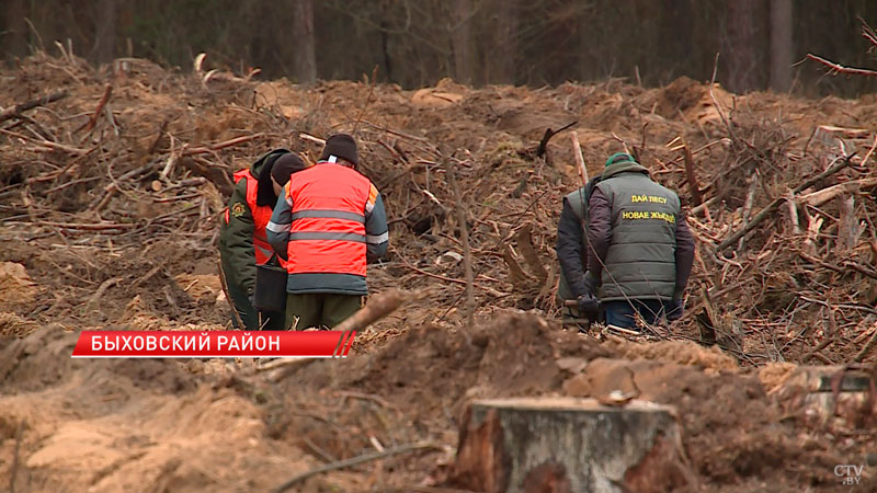 Совмин присоединился к республиканскому марафону по восстановлению леса после летней стихии-6