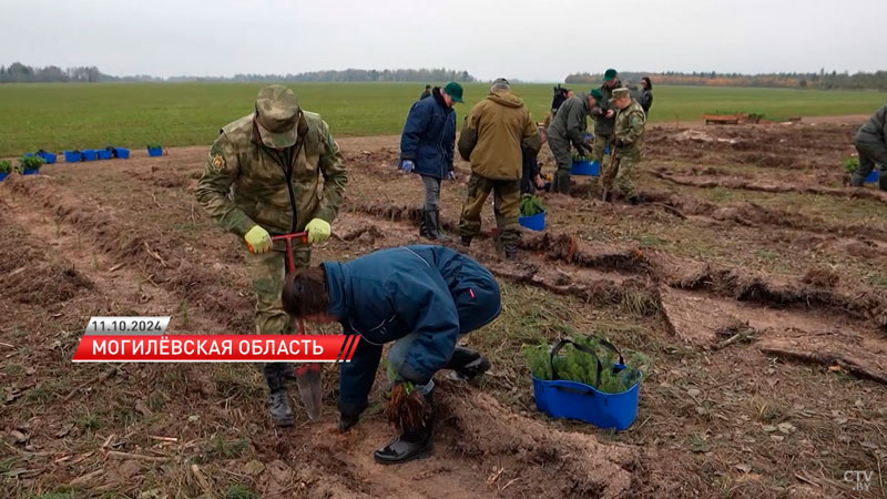 В Беларуси проходит акция по восстановлению леса после летнего урагана-2