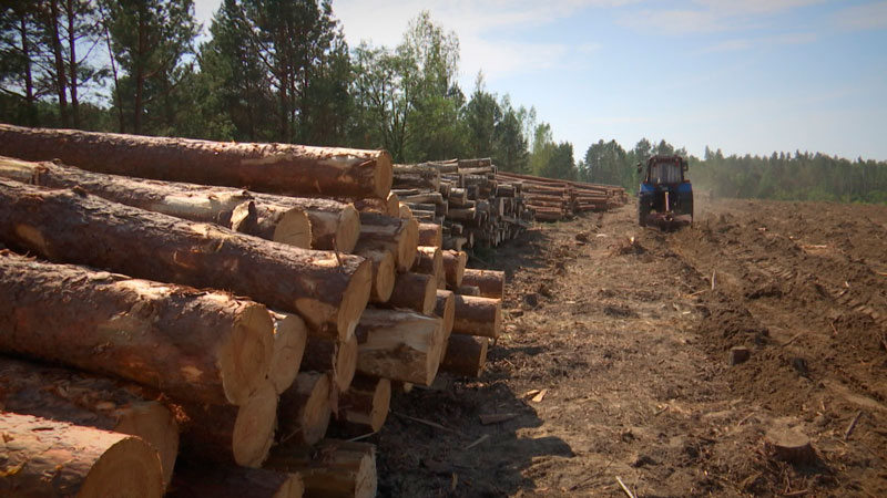 Лесхозы заготовили 2 млн кубометров буреломной древесины