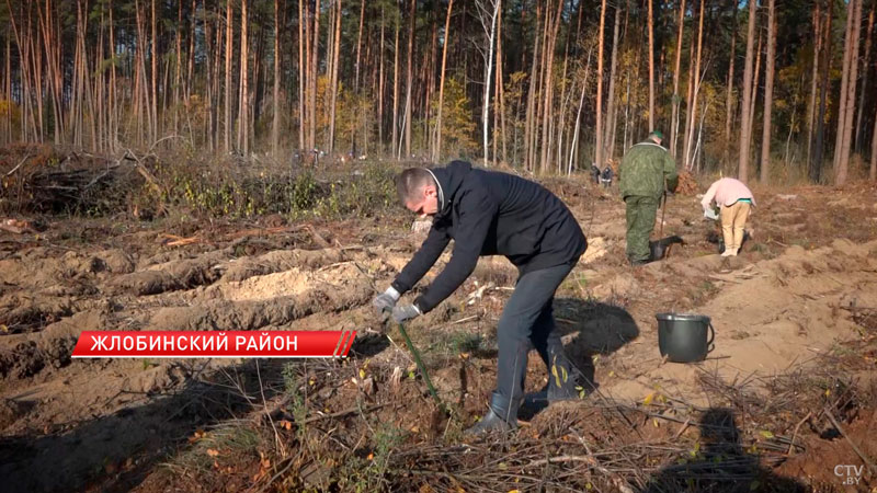 Профсоюзы Беларуси поддержали инициативу Президента по восстановлению леса-2