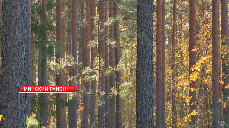 С начала года из лесов Минской области вывезли около 3 тыс. кубометров мусора-8