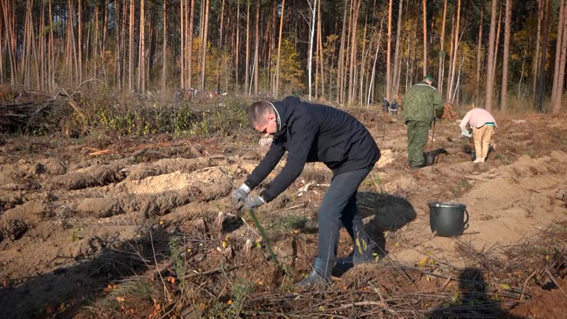 Профсоюзы Беларуси поддержали инициативу Президента по восстановлению леса