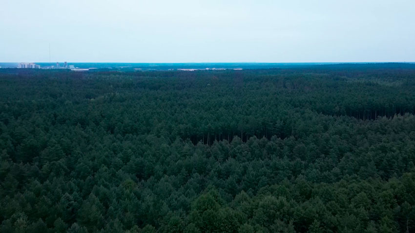 Порядок в лесу – вопрос государственный! Как Беларусь приумножает этот стратегический ресурс