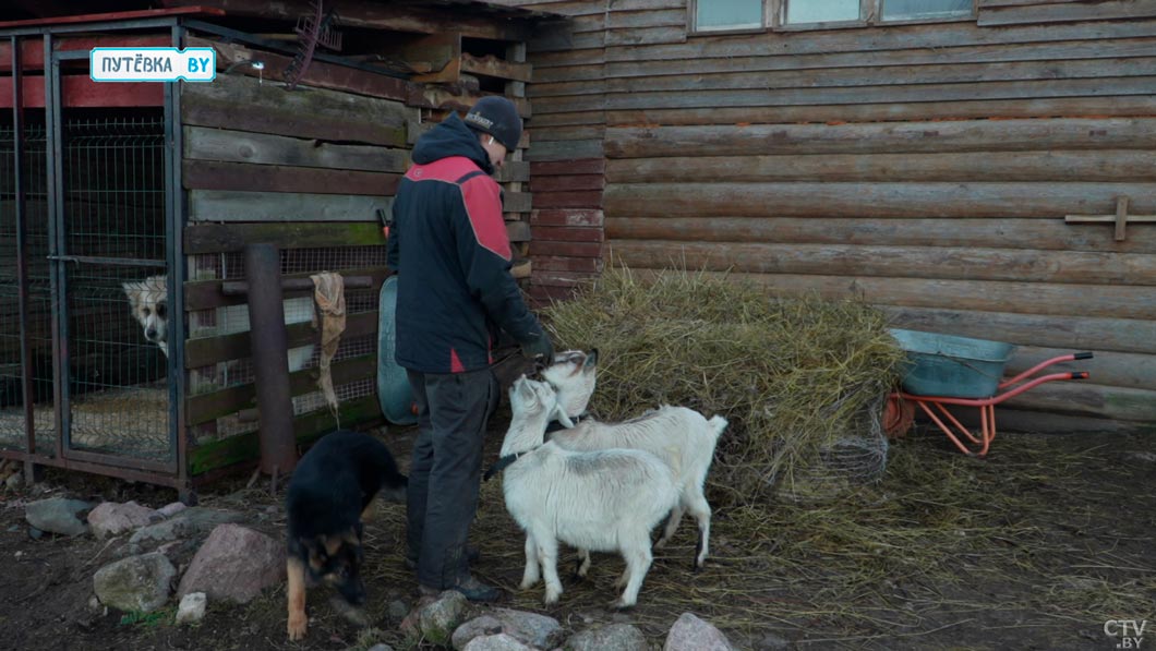 Белорусы создали агроусадьбу и проводят иппотерапию – побывали на живописном ранчо в деревне Лаппы-2