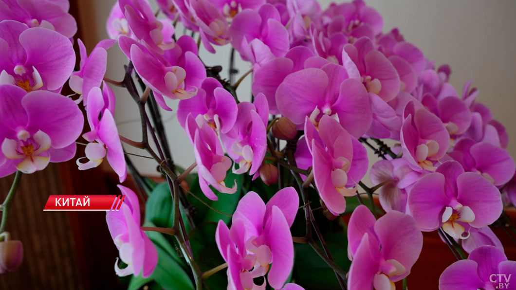 Беларусь может получить новые технологии – Лукашенко провёл переговоры с китайским бизнесом -16