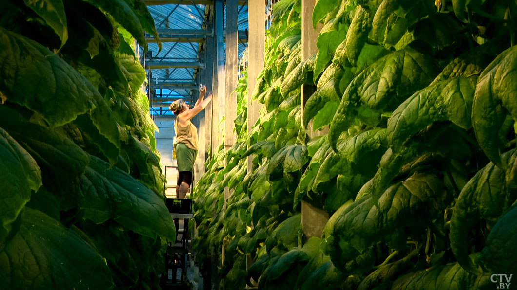 Беларусь может получить новые технологии – Лукашенко провёл переговоры с китайским бизнесом -12