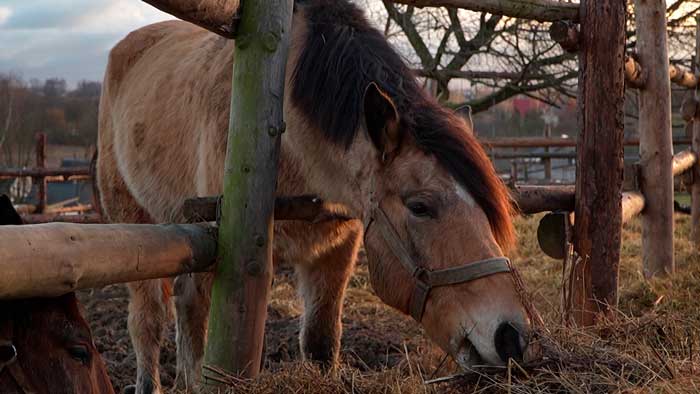 Скорее эксклюзив, чем реальная рабочая сила – в чём причина слаборазвитого коневодства?
