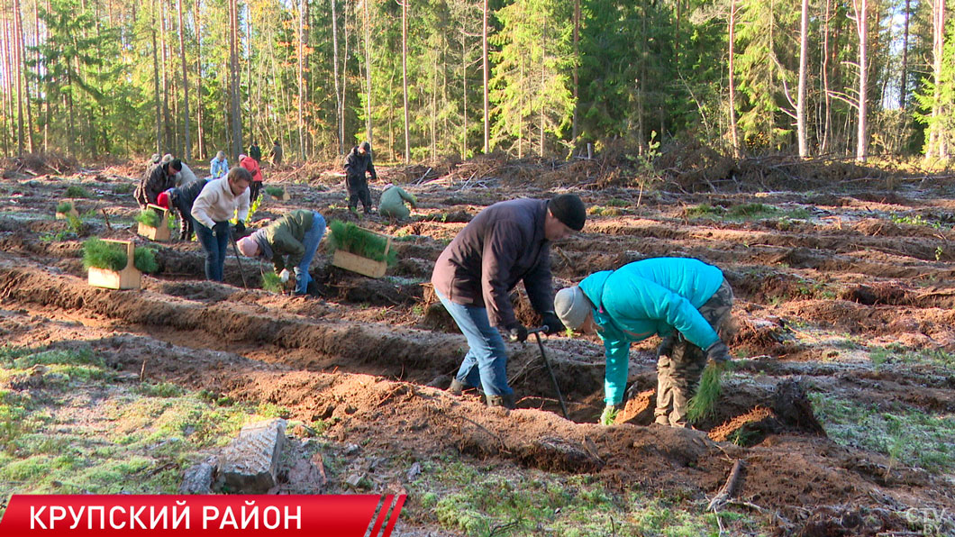 Представители Минэкономики поучаствовали в акции «Дай лесу новае жыццё»-8