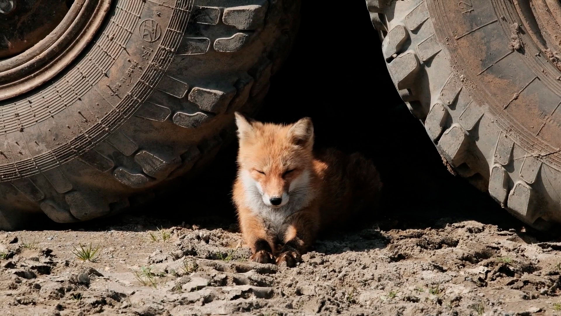 Что такое бешенство, почему оно настолько опасно и как уберечься от заражения? Поговорили с врачом
