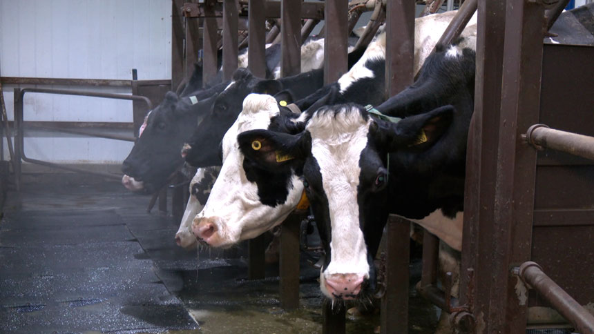 За труд и профессионализм – представители АПК Минской области удостоены госнаград