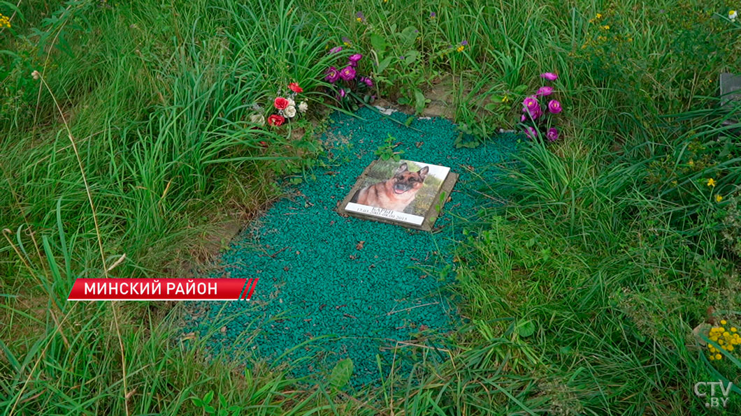 Как и где в Беларуси хоронить животное? Рассказываем про законные способы-6