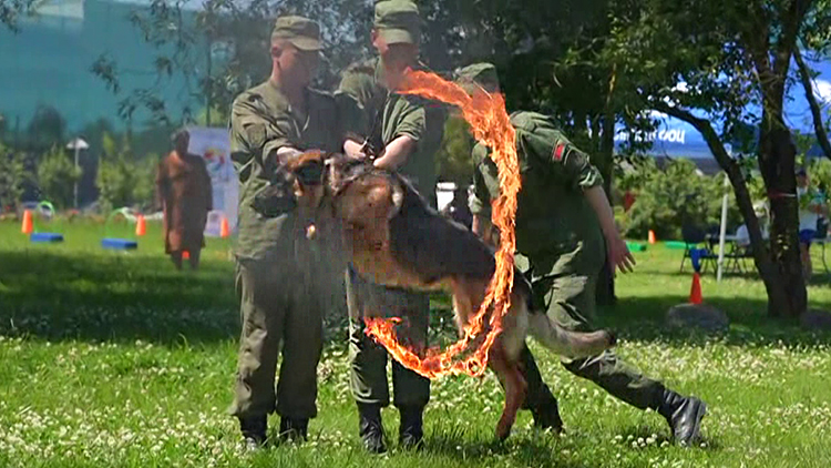 Шоу кинологов с собаками и военная выставка – чем удивляют в минском парке Победы 3 июля
