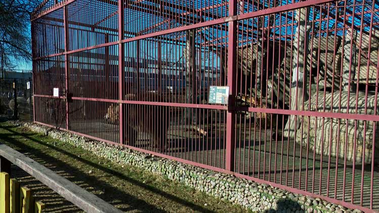 В Минском зоопарке после спячки проснулись бурые медведи