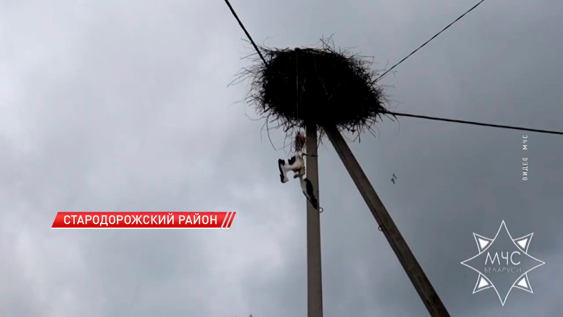 Сотрудники МЧС спасли выпавшего из гнезда аистёнка в Cтародорожском районе-2