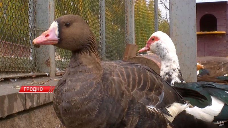 Сотрудники Гродненского зоопарка приручили чёрного аиста-6