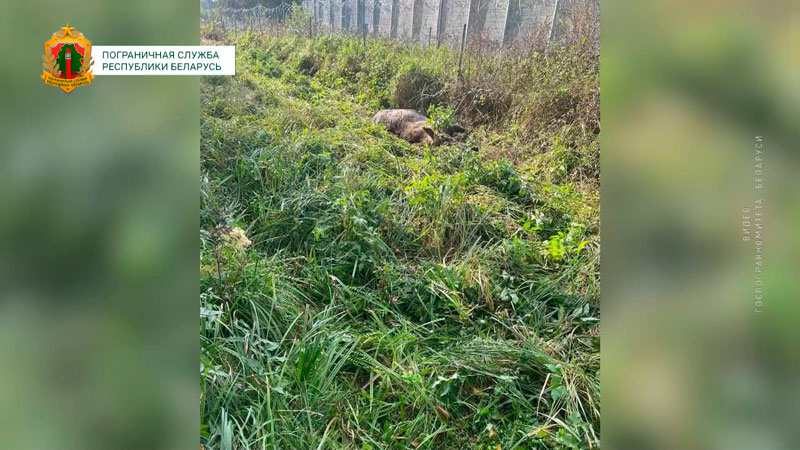 Очередного погибшего лося обнаружили пограничники возле литовской стороны