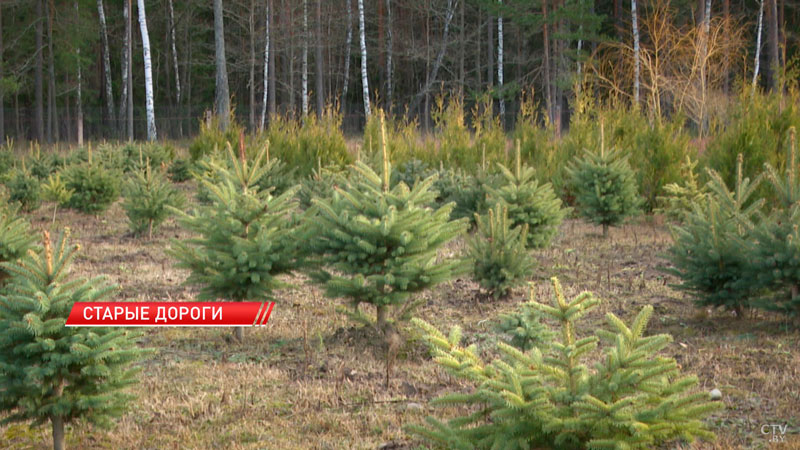 В Стародорожском лесхозе создают новые «зелёные ясли»-6