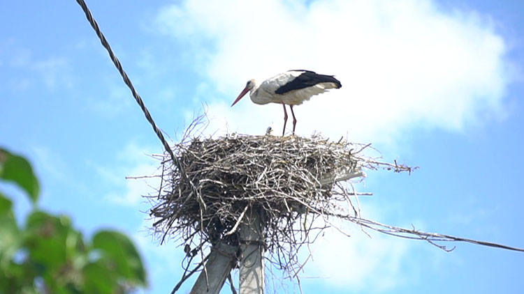 Совсем скоро в Беларусь с зимовки вернутся аисты