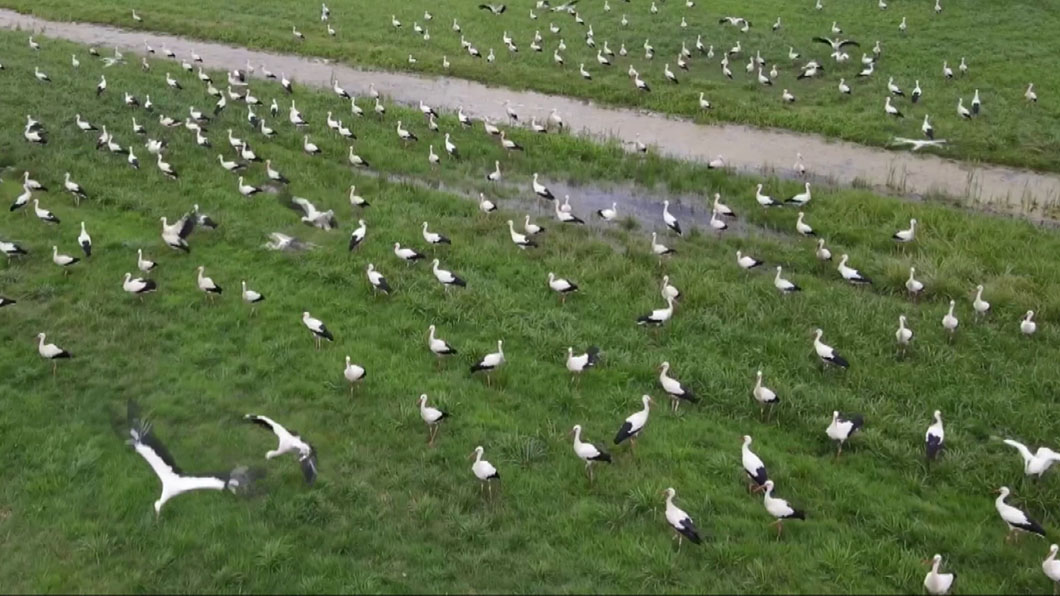 Совсем скоро в Беларусь с зимовки вернутся аисты-2