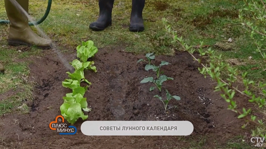 Лунный календарь дачника на конец мая. Когда лучше заняться посадками и обработкой растений?-4