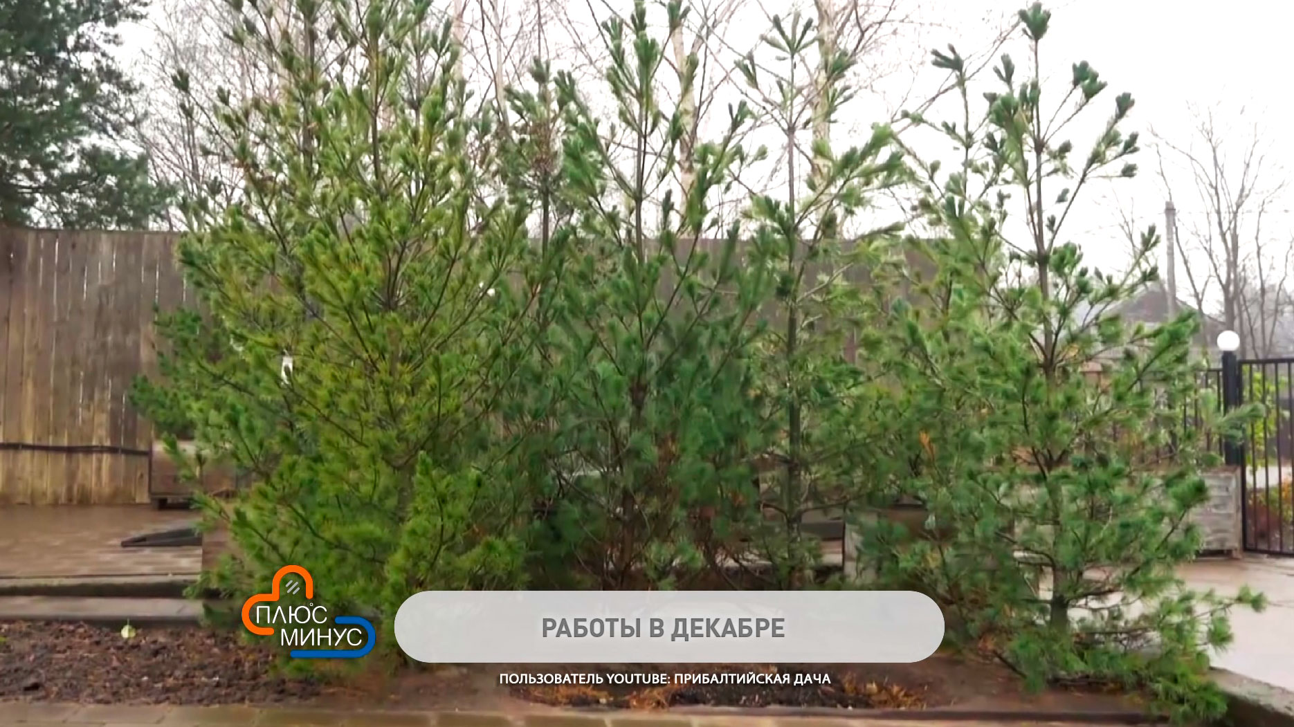 Питомники уже предлагают растения-новинки. Чем заняться садоводу в конце декабря?-4