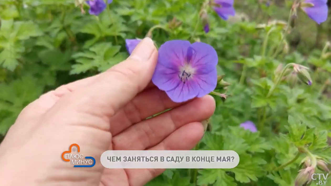 Что нужно сделать в своём огороде до конца весны? Список важных работ-4 Что нужно сделать в своём огороде до конца весны? Список важных работ-4