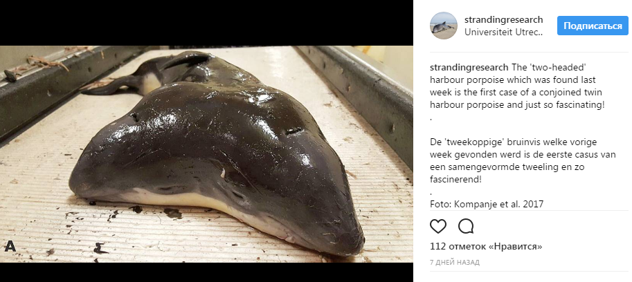 Дельфина с двумя головами выловили в Северном море – фотофакт -1