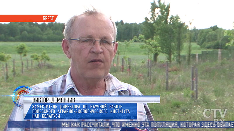 «Единство с дикой природой». На окраине Бреста экологи пытаются спасти редкую популяцию камышовой жабы-4