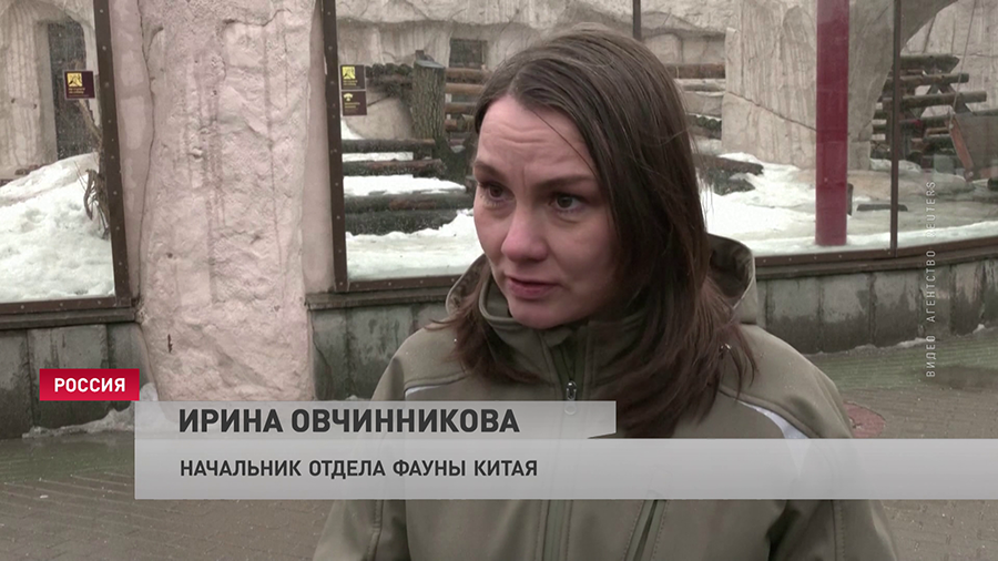 День панды отметили в Московском зоопарке. Медвежатам даже приготовили торт-1