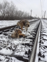 Не все люди  так могут: пес два дня ложился под поезд, прикрывая раненую подругу