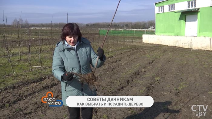 Высаживаем плодовое дерево правильно: куда, как, и сколько удобрений вносить-1