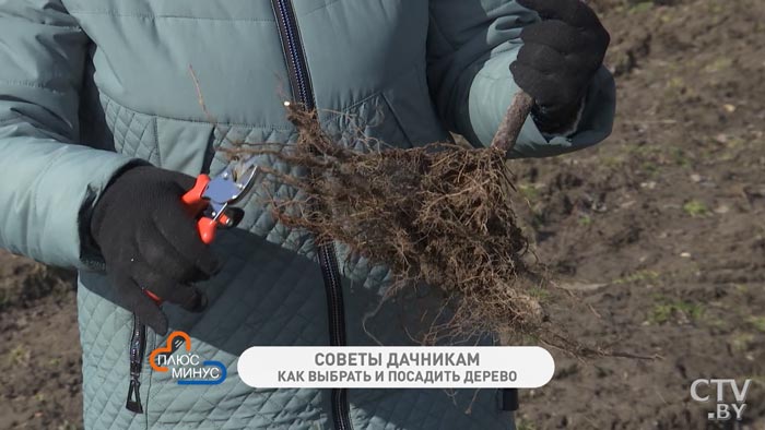 Высаживаем плодовое дерево правильно: куда, как, и сколько удобрений вносить-4