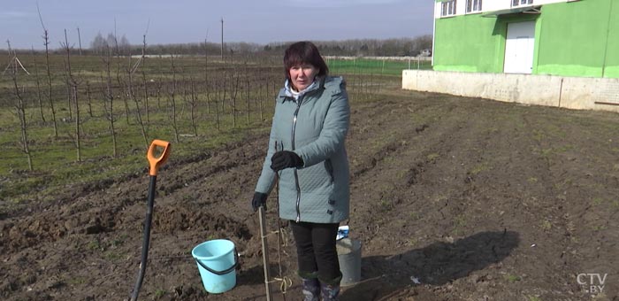 Высаживаем плодовое дерево правильно: куда, как, и сколько удобрений вносить-22