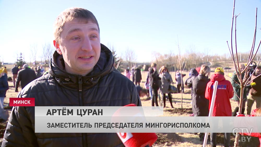 В Гродно сотни лиственных деревьев из-за паразитирующей омелы даже зимой остаются зелеными В Гродно сотни лиственных деревьев из-за паразитирующей омелы даже зимой остаются зелеными