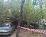 Во дворе дома на улице Бобруйской в Минске упавшее дерево повредило 3 припаркованных автомобиля