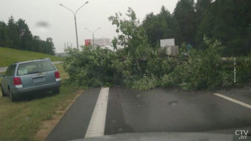 На трассе М2 под Минском дерево упало на дорогу: движение было заблокировано-1