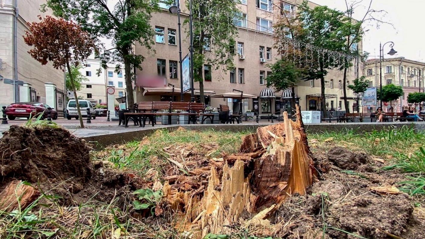 Перегородило пешеходную зону. Большое дерево упало на улице Комсомольской