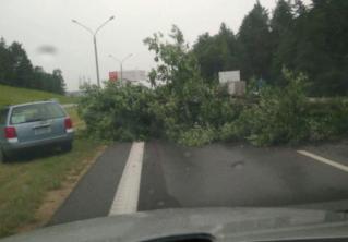 На трассе М2 под Минском дерево упало на дорогу: движение было заблокировано